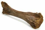 Fossil Hadrosaur (Edmontosaurus) Tibia Bone - Wyoming #304608-2